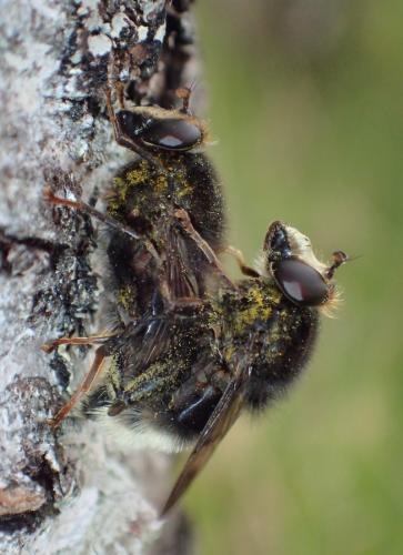Réf. 327 609 : Criorhina ranunculi